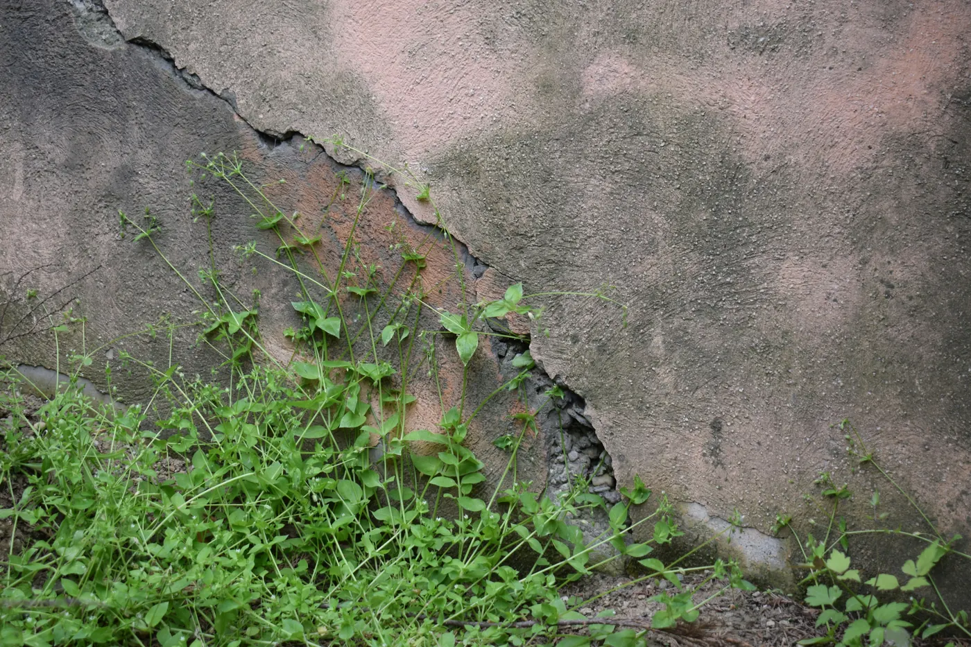 A wide diagonal crack through stucco near the ground, with weeds growing against the wall